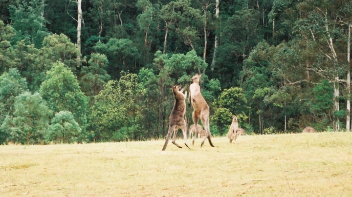 突然カンガルーのボクシング。 さては恋敵なのかな?
