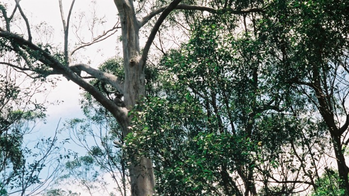 現地でも珍しい場所で野生のコアラを発見。