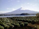 大石公園のラベンダー畑越しの富士山
